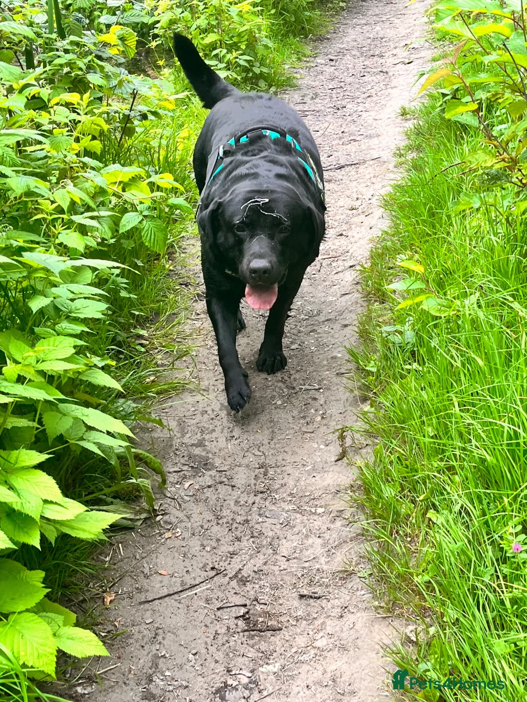 Labrador Retriever dogs for sale:  please read description - Advert 5