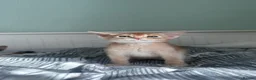 Abyssinian cats for sale: Abyssinian kittens  - Advert 23