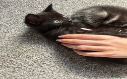 Mixed Breed cats for sale: 1 black boy left - Image 3