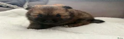 Pomeranian dogs for sale: 🐻 Adorable Teddy Bear puppies 1 girl and 3 boys🐻 - Advert 8