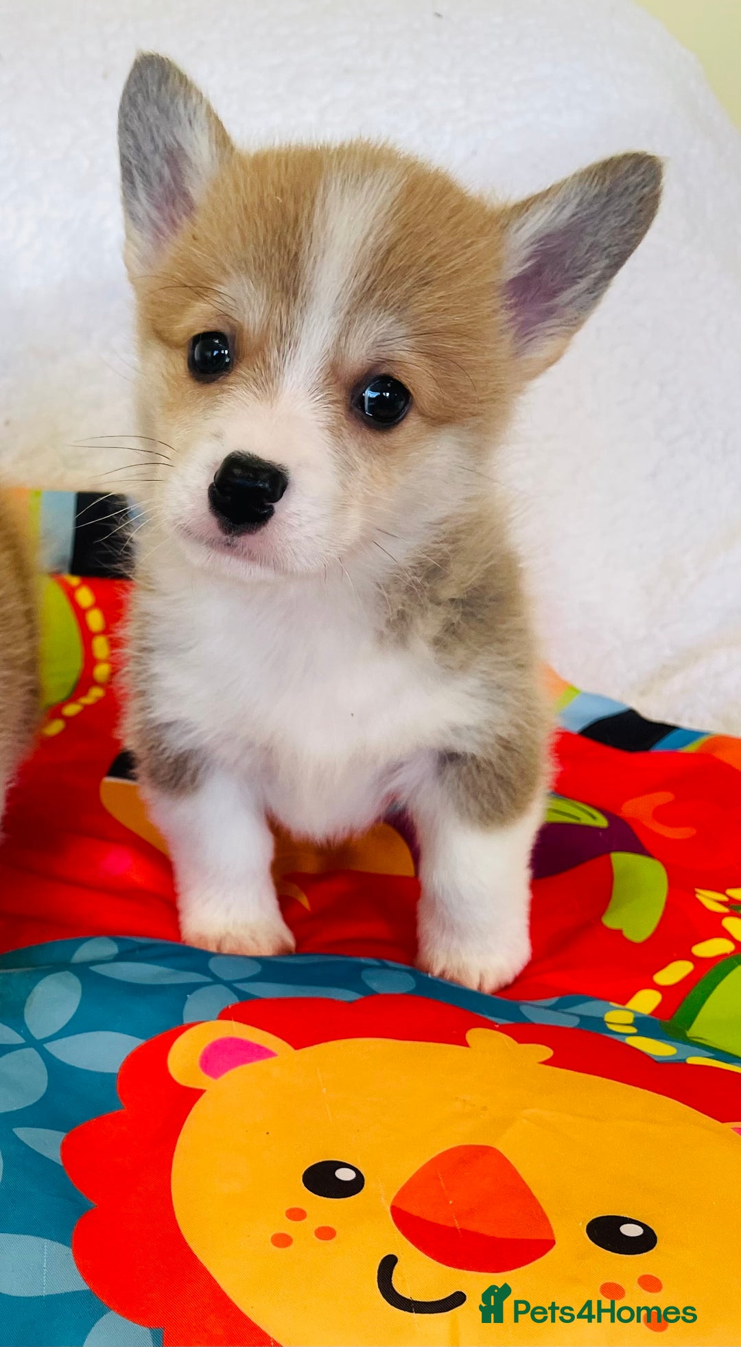 Welsh Corgi Pembroke dogs for sale: Beautiful Corgi Boy Puppies - Advert 2
