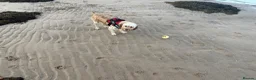 Cockapoo dogs for sale: Beautiful & fun 3 year old Cockapoo ‘Teddy’ - Advert 25