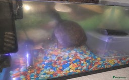 Turtle reptiles for sale: Free musk turtle  - Image 4