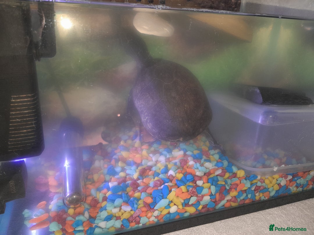 Turtle reptiles for sale: Free musk turtle  - Image 4