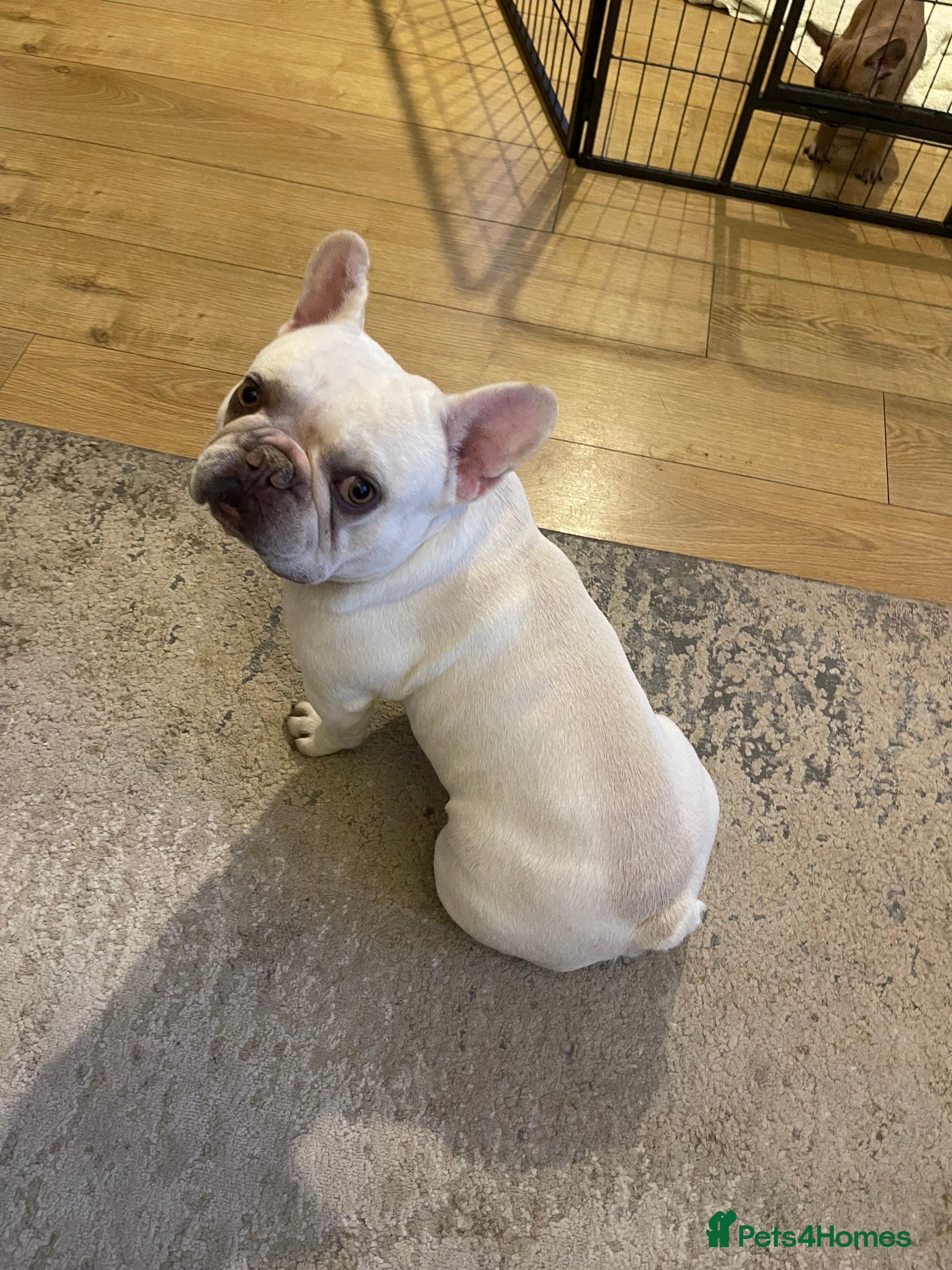 Baxter
