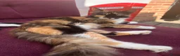 Mixed Breed cats for sale:     Beautiful Healthy Kittens Ready To Reserve  - Advert 10