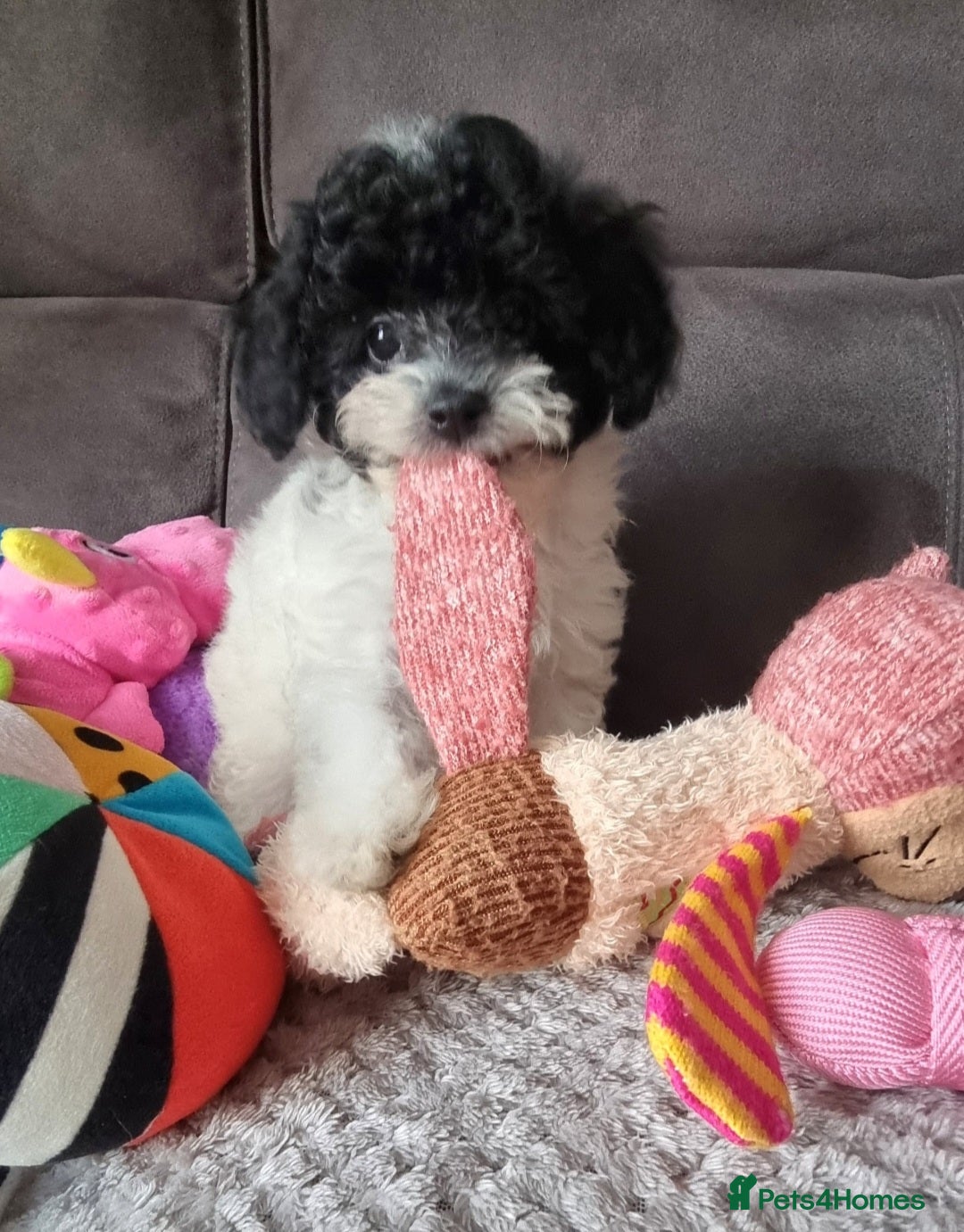 Cockapoo dogs for sale: Fully Vaccinated Best Friend Sofa Companions 🥰   - Image 31