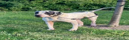 Mastiff dogs for sale: bully kutta male - Advert 10