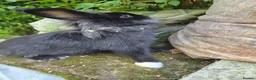 Lionhead rabbits for sale: Young lionhead doe for sale £50 in Manchester - Advert 2