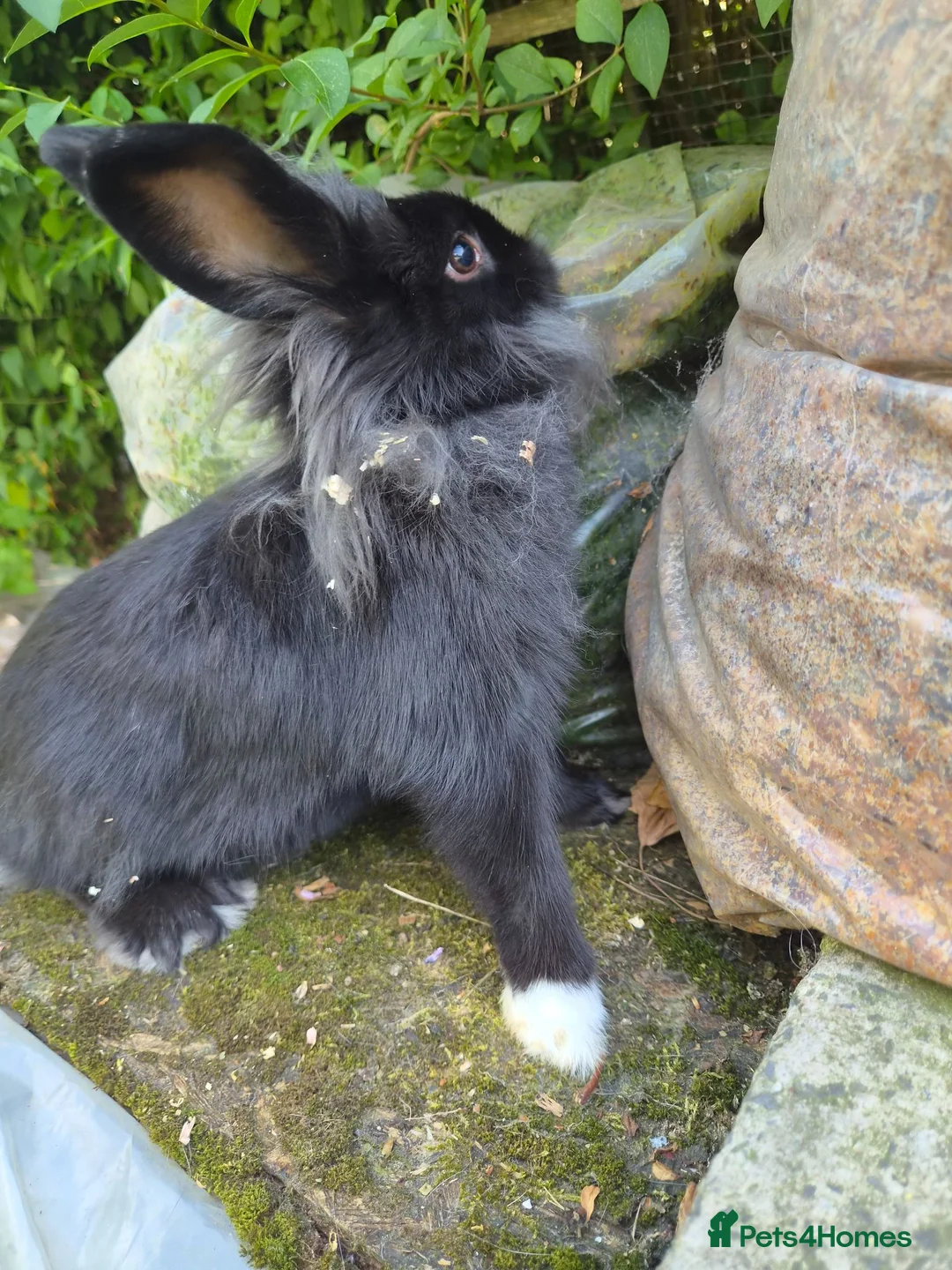 Lionhead rabbits for sale: Young lionhead doe for sale £50 in Manchester - Advert 2