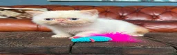 Exotic cats for sale: Last Remaining Colourpoint Exotic Boy - Advert 10