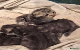Mixed Breed cats for sale: Grey tabby kittens - Image 2