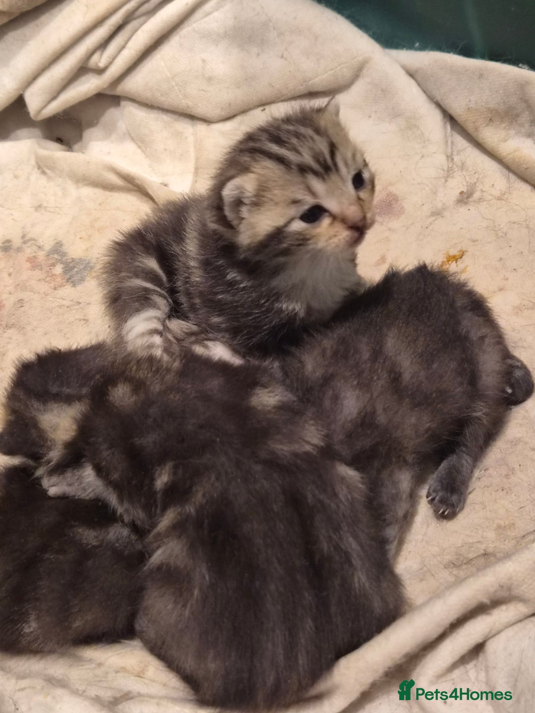 Mixed Breed cats for sale: Grey tabby kittens - Image 2