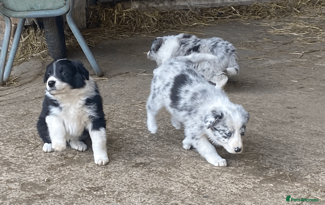 Border Collie dogs for sale: Collie pups - Advert 6
