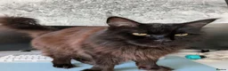Mixed Breed cats for sale: Buddy, big softie in Wirral - Advert 2