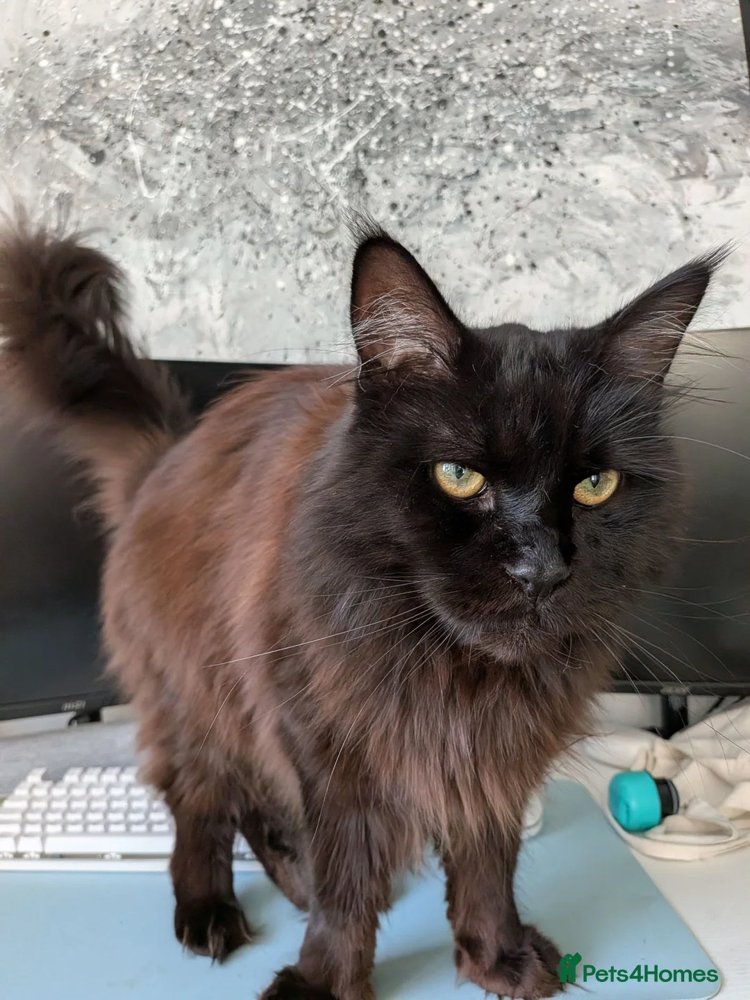 Mixed Breed cats for sale: Buddy, big softie in Wirral - Advert 2