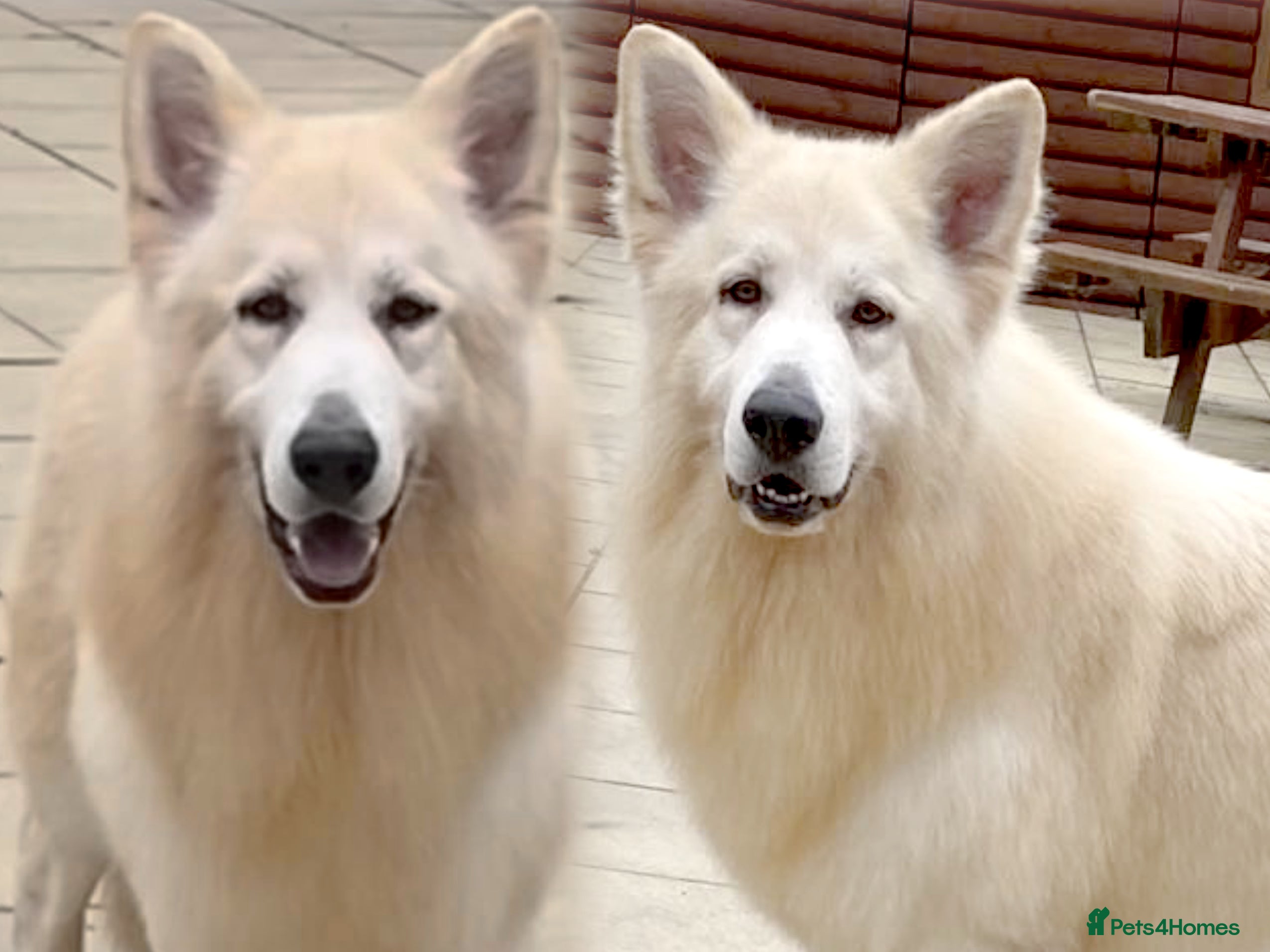 German Shepherd dogs KC Reg Basil At Stud Fully Health Tested  in Wisbech - Advert 12