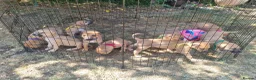 Lurcher dogs for sale: Lurcher pups  in Sturminster Newton - Advert 7