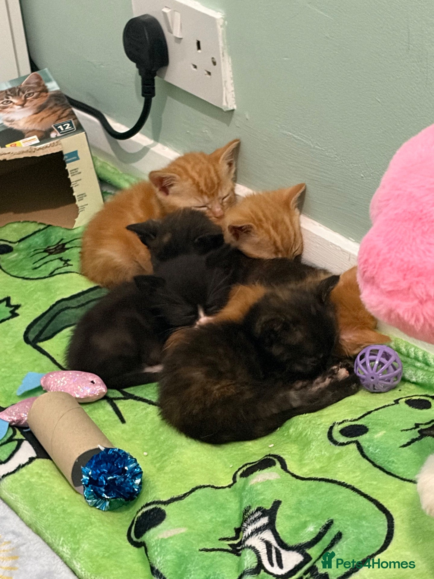 Domestic Shorthair cats 3 beautiful female kittens left! - Advert 3