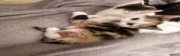 Mixed Breed cats for sale: 3 female kittens 10 weeks old - Advert 9