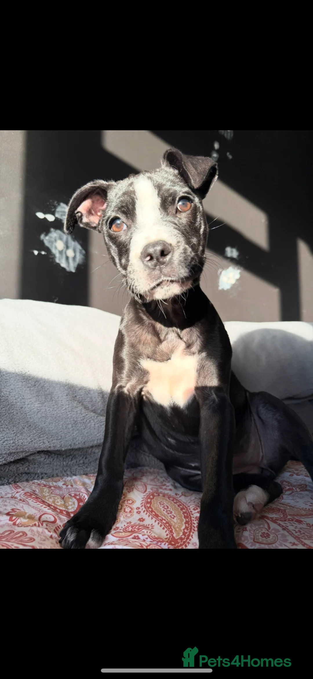 Mixed Breed dogs for sale: Baby bing in Hereford - Advert 2