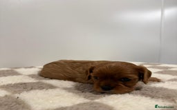 Cavalier King Charles Spaniel dogs for sale: Cavalier King Charles Spaniel  - Image 6