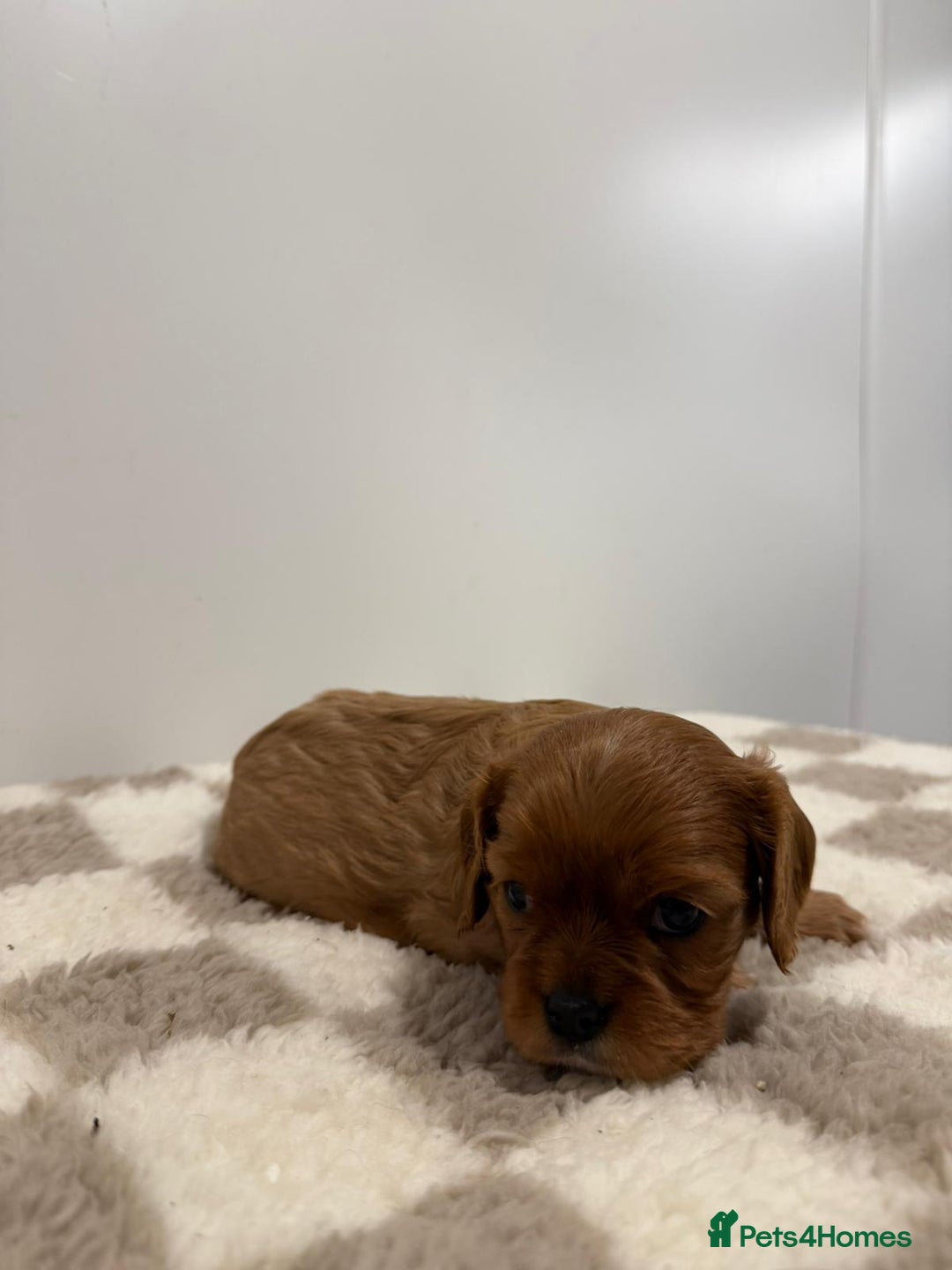 Cavalier King Charles Spaniel dogs for sale: Cavalier King Charles Spaniel  - Image 6