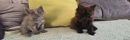 Maine Coon cats for sale: Maine coon girls - Advert 5