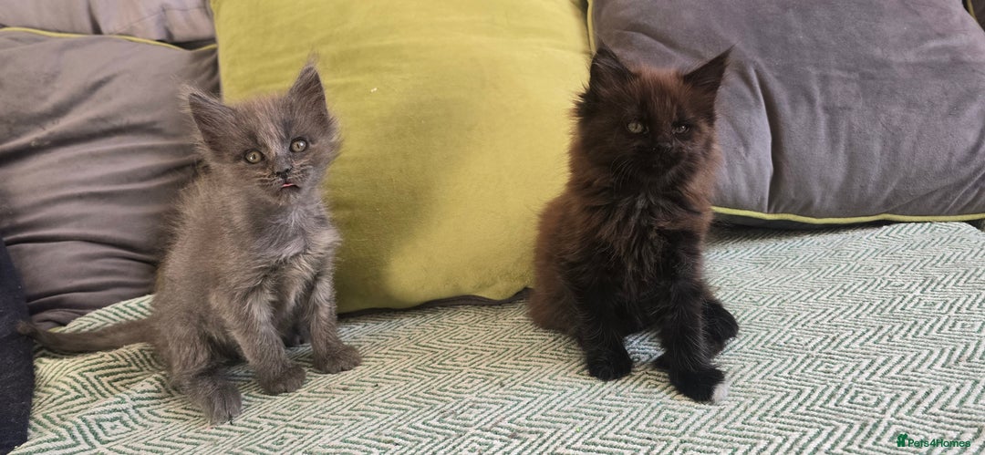 Maine Coon cats for sale: Maine coon girls - Advert 5