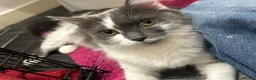 Mixed Breed cats for sale: Two beautiful black kittens  in Glasgow - Advert 5