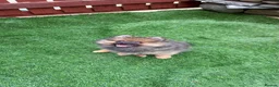 Pomeranian dogs for sale: 2 stunning male Pomeranian ready for new homes now - Advert 10