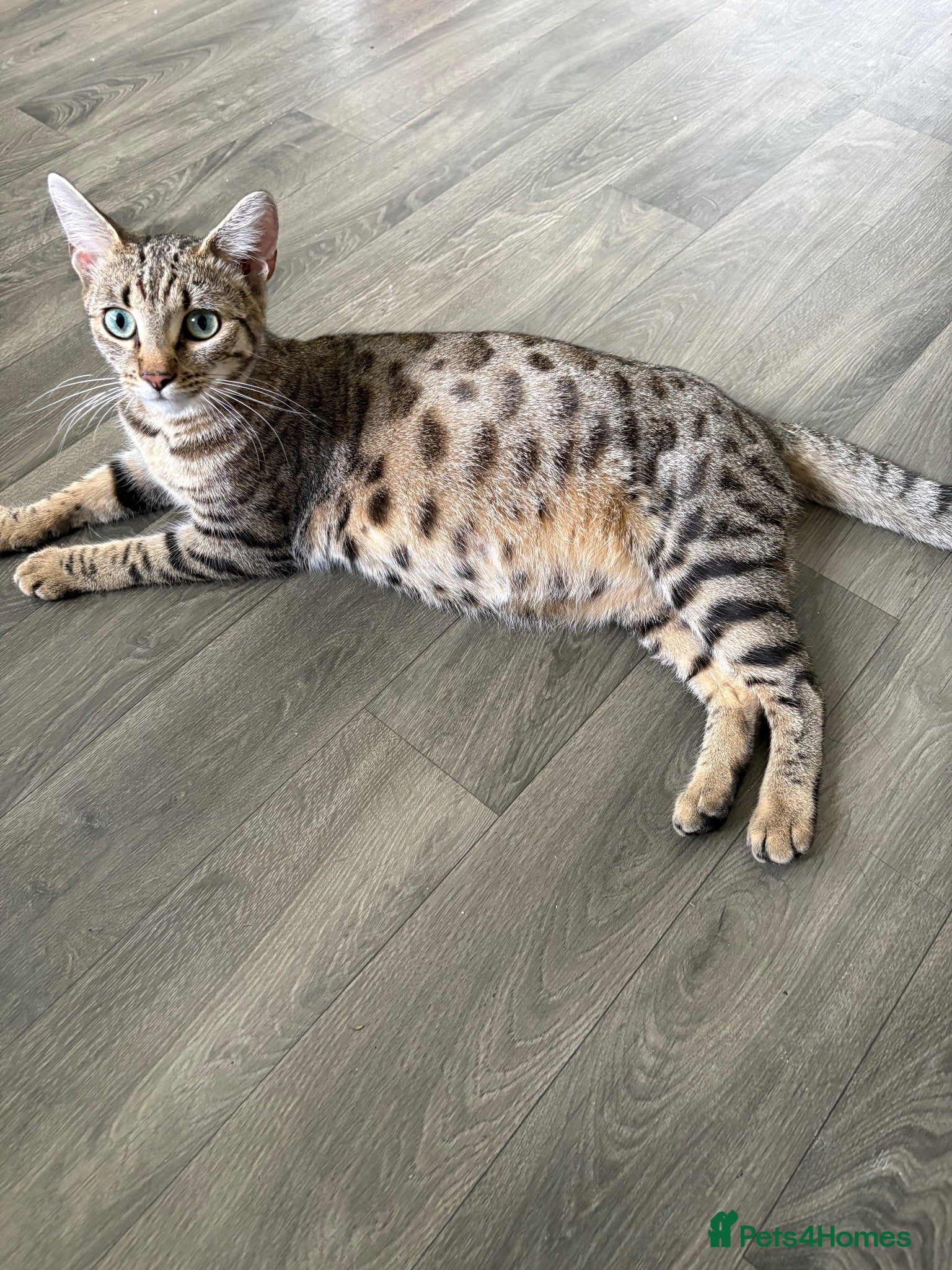 Bengal cats Bengal kittens  - Advert 7
