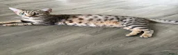 Bengal cats for sale: Bengal kittens  - Advert 1