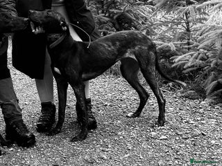 Lurcher dogs LAST LURCHER LEFT - Advert 17