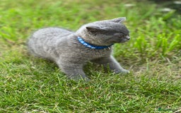 British Shorthair cats for sale: British shorthair  - Image 18