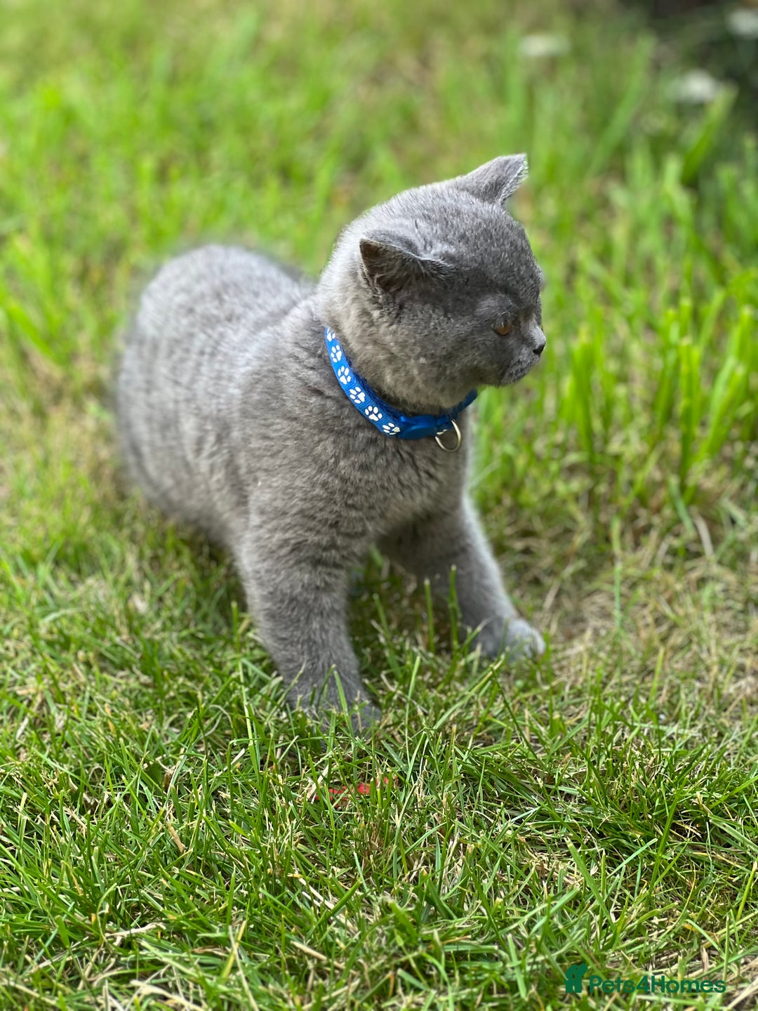 British Shorthair cats for sale: British shorthair  - Image 18