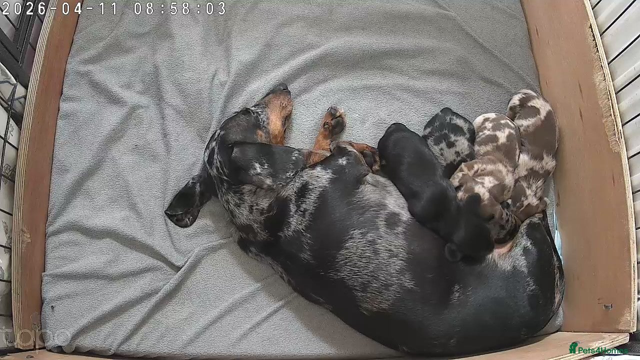 Miniature Dachshund dogs 🐶 Dachshund babies 🐶 - Advert 1