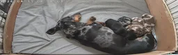 Miniature Dachshund dogs for sale: 🐶 Dachshund babies 🐶 in Alfreton - Advert 1