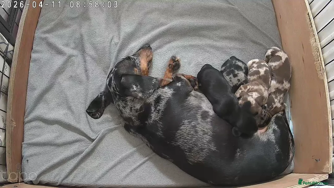 Miniature Dachshund dogs for sale: 🐶 Dachshund babies 🐶 in Alfreton - Advert 1