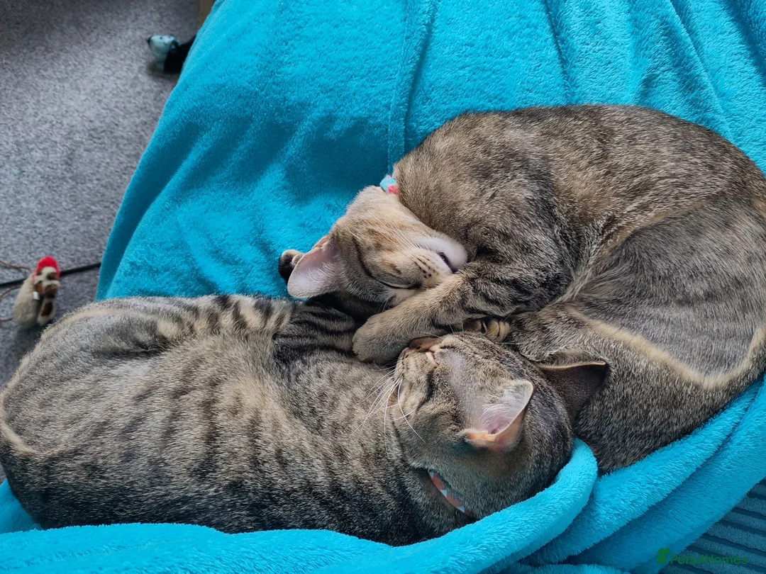 Mixed Breed cats for sale: 2 beautiful cats looking for a loving home in Saint Austell - Advert 15