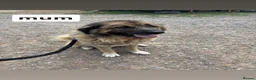 Caucasian Shepherd Dog dogs for sale: Caucasian sheperd puppies  - Advert 2