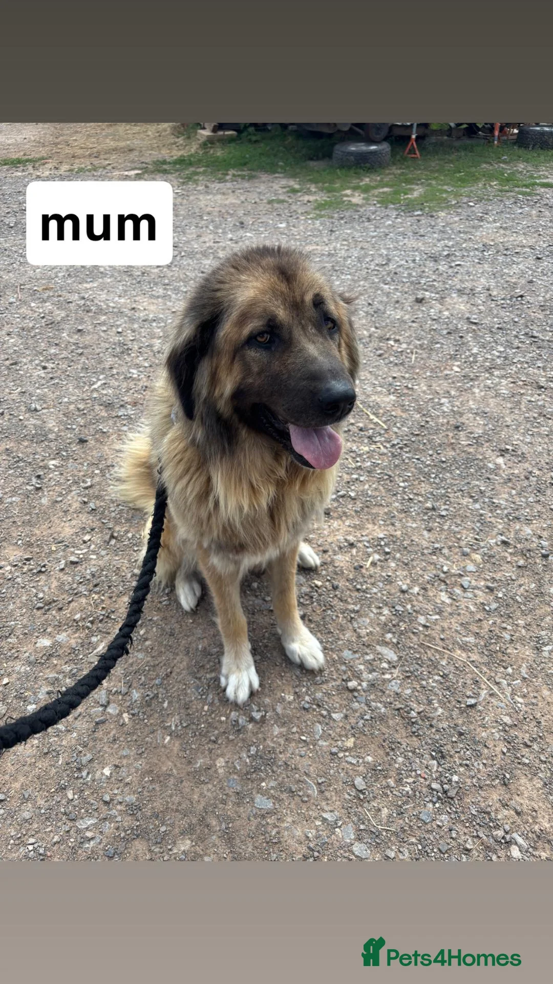 Caucasian Shepherd Dog dogs for sale: Caucasian sheperd puppies  - Advert 2