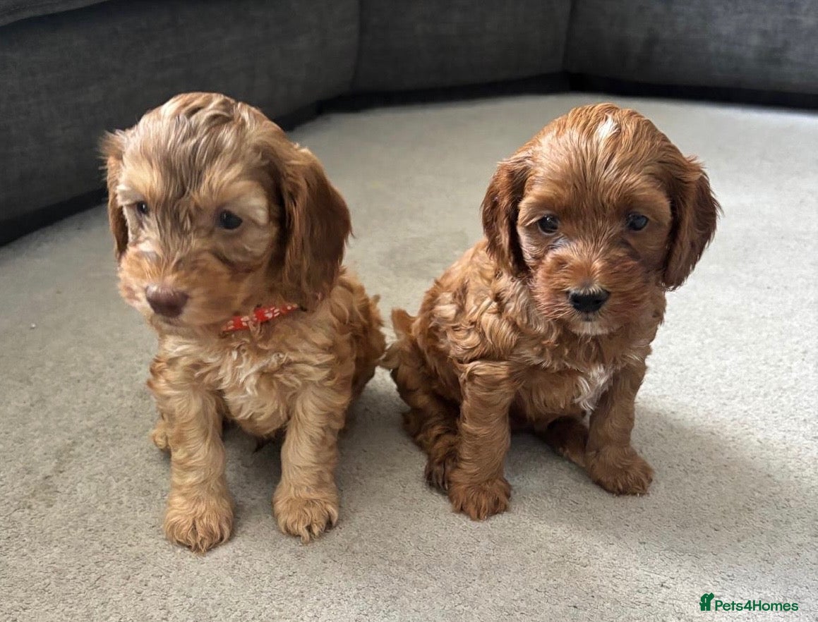 Cockapoo dogs FINAL 2! F2 Toy cockapoo -1 boy & 1 Girl - Advert 1
