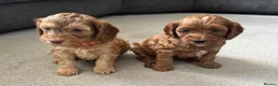 Cockapoo dogs for sale: FINAL 2! F2 Toy cockapoo -1 boy & 1 Girl - Advert 1