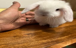 Mini Lop rabbits for sale: Mini Lop Bunnies for sale - Image 24