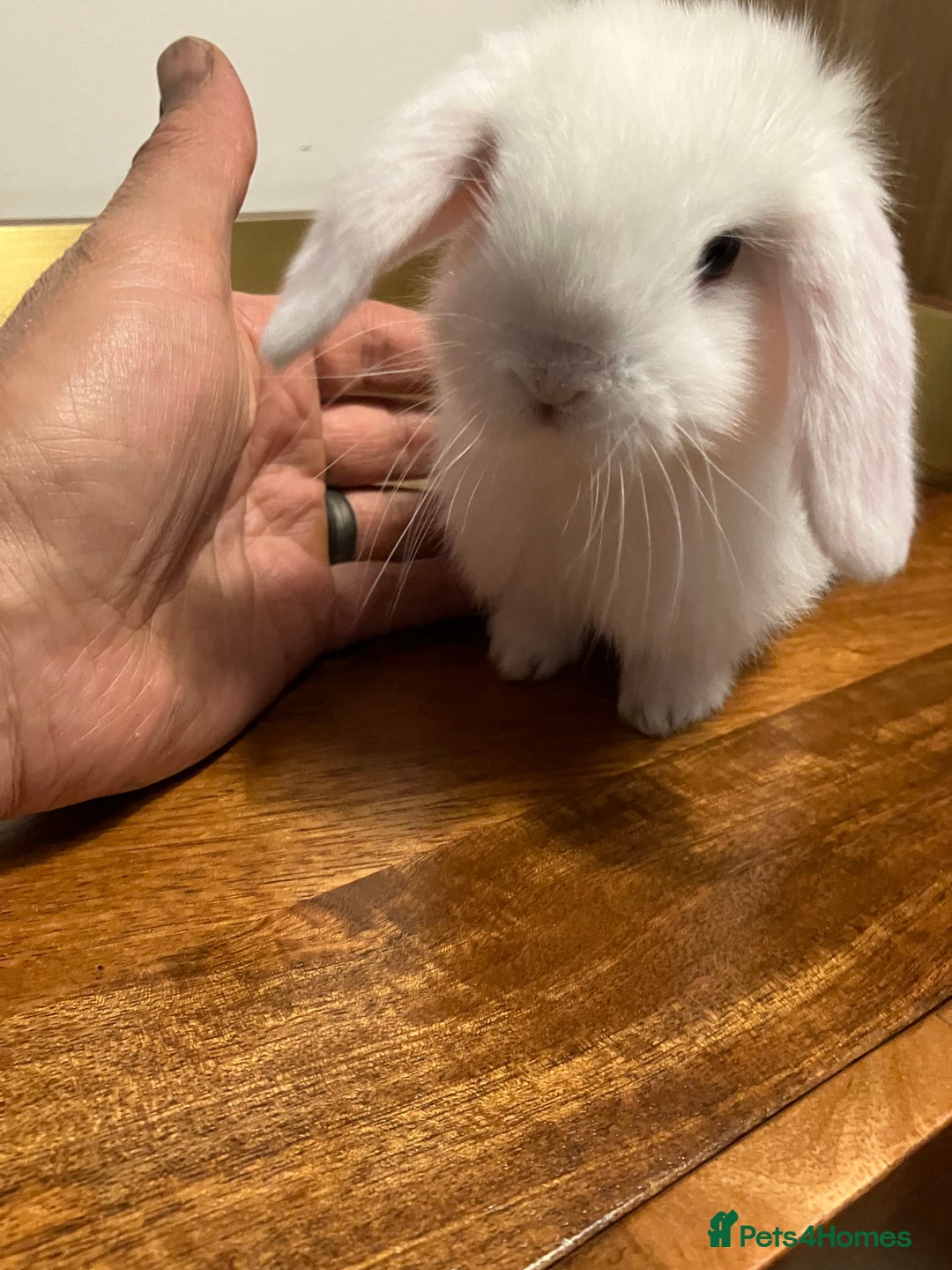 Mini Lop rabbits for sale: Mini Lop Bunnies for sale - Image 24
