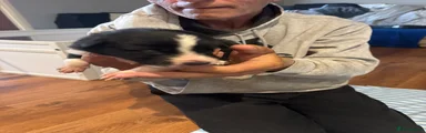 Border Collie 7
