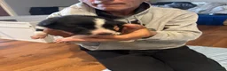 Border Collie dogs for sale: Puppies for sale  - Advert 4