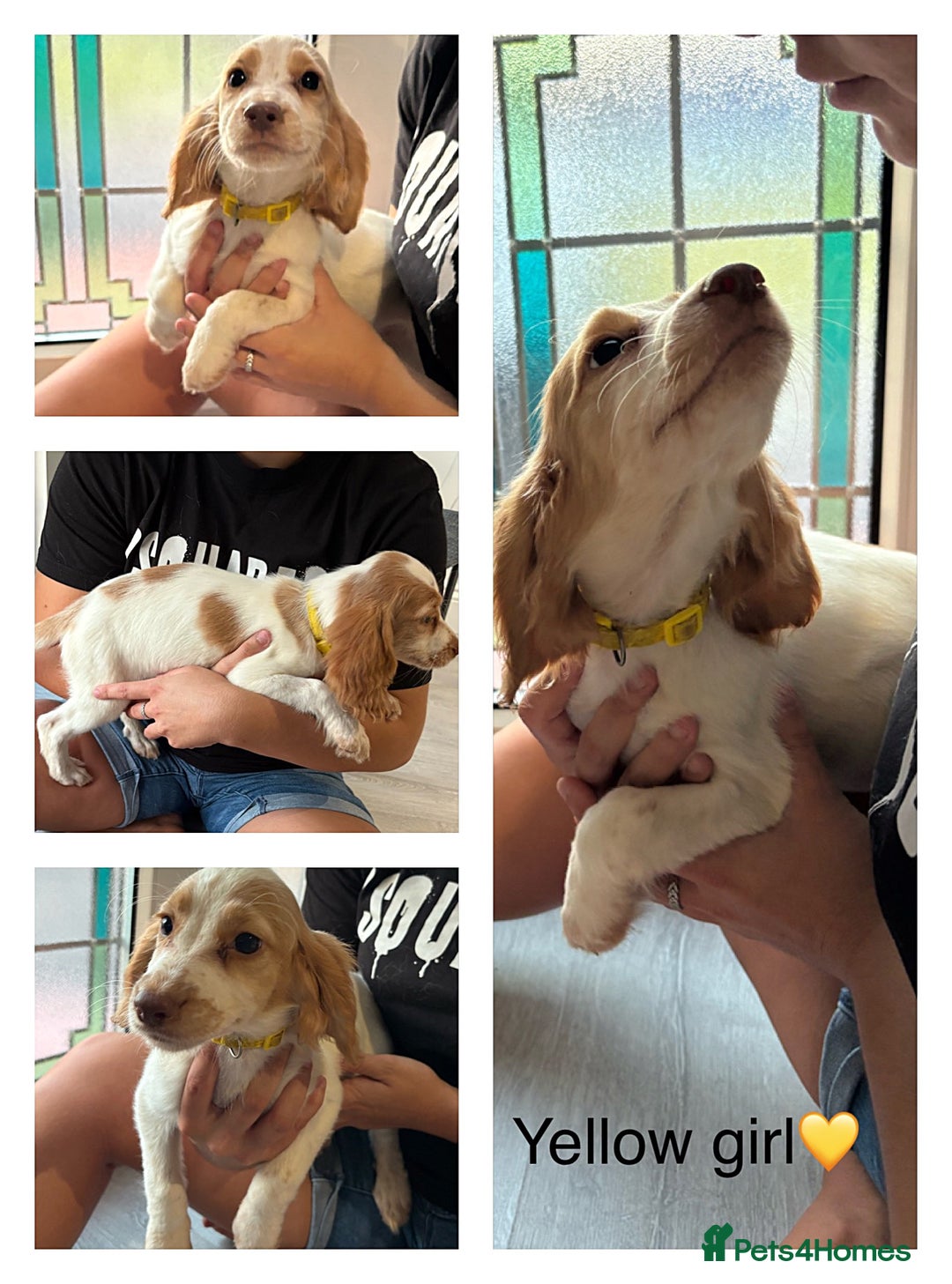 Cocker Spaniel dogs for sale: (2 Left) Working cocker spaniels - Image 2