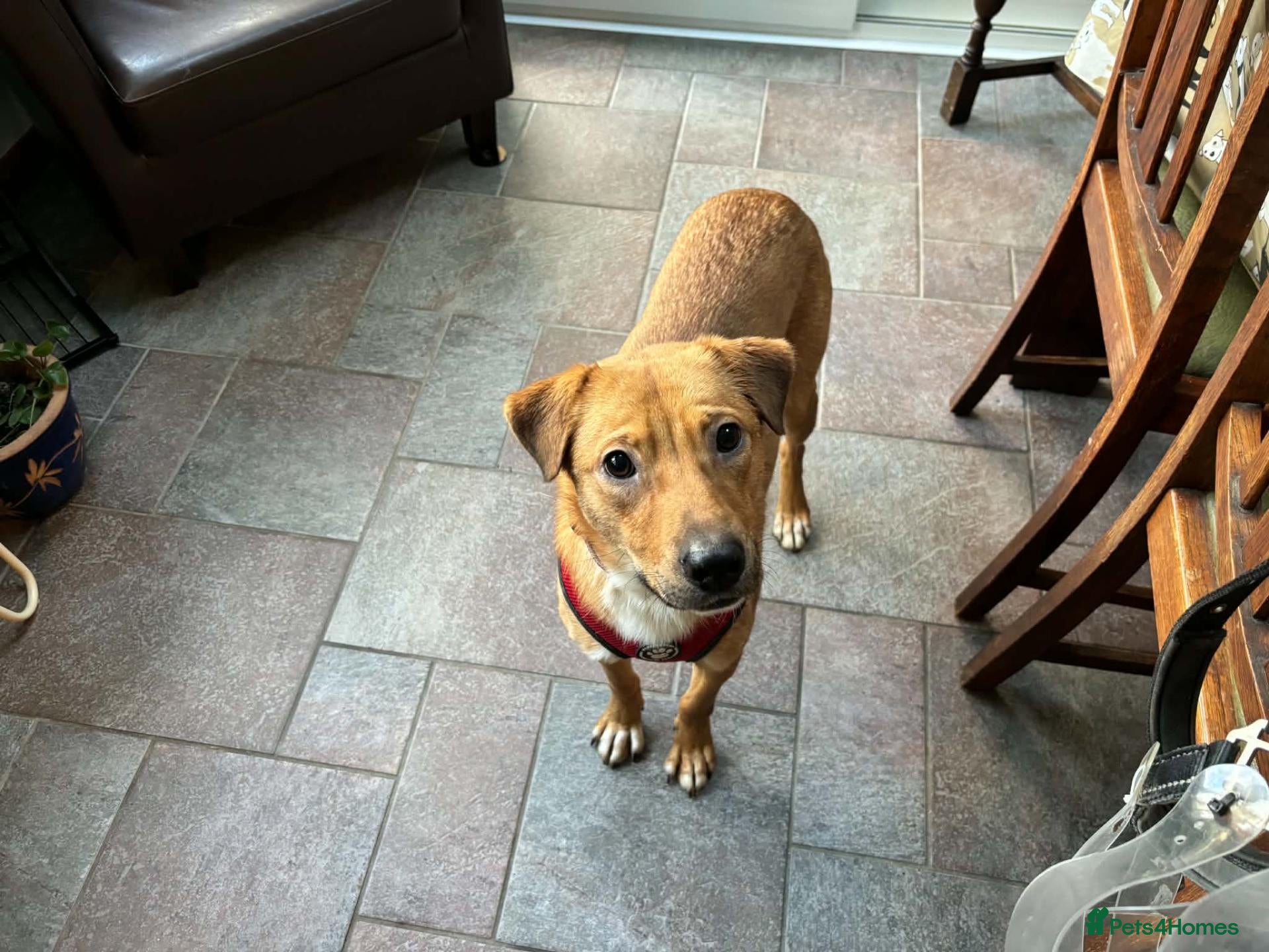 Mixed Breed dogs for adoption: Caesar for adoption - Advert 2